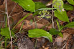 Blue Ridge carrionflower